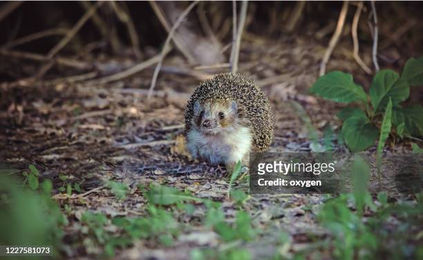 young hedgehog in natural habitat. clouse up - leaflitter stock-fotos und bilder