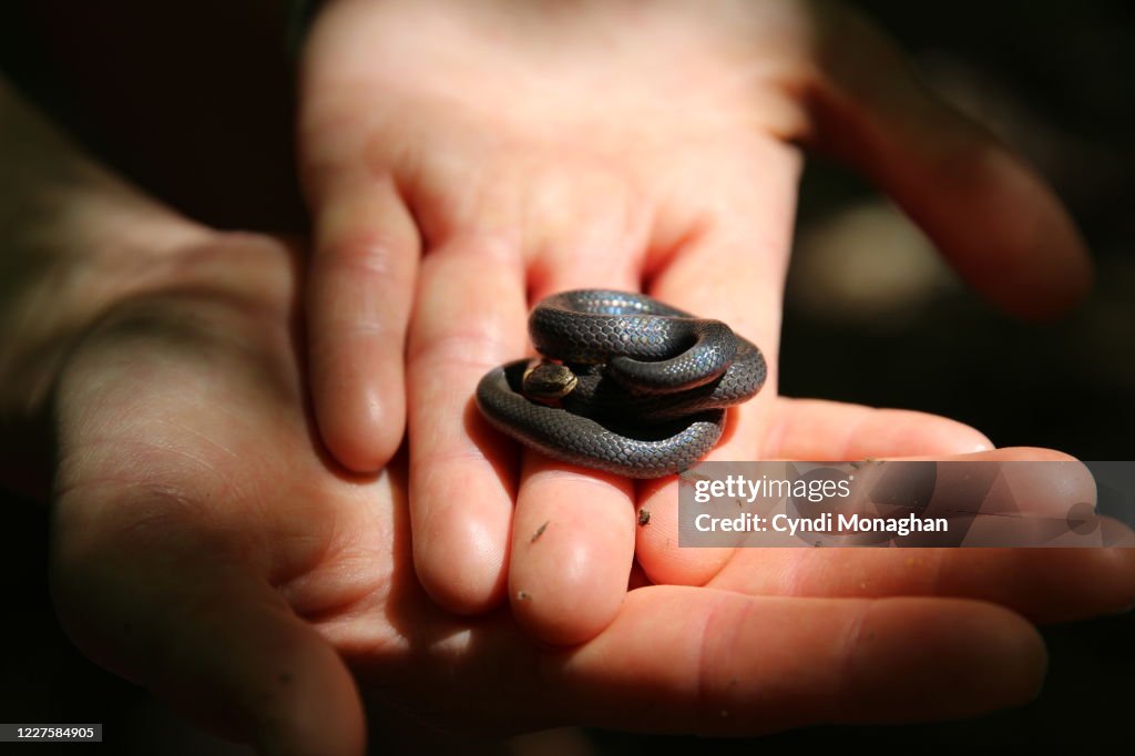 Hands Holding Tiny Ringneck Snake, Ring-necked Snake