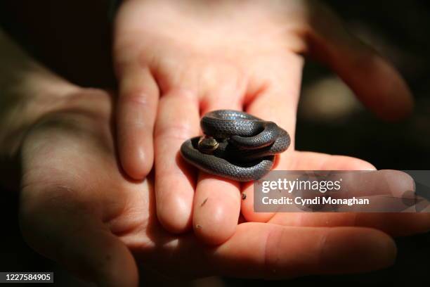 hands holding tiny ringneck snake, ring-necked snake - ringneck snake stock pictures, royalty-free photos & images