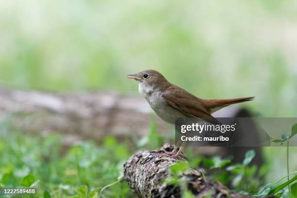 nightingale zingen (luscinia megarhynchos) - nightingale bird stockfoto's en -beelden