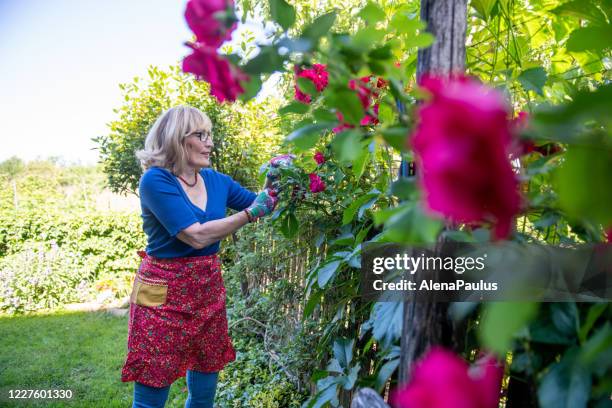 beautiful mature woman prunes roses in her garden - rose cut stock pictures, royalty-free photos & images