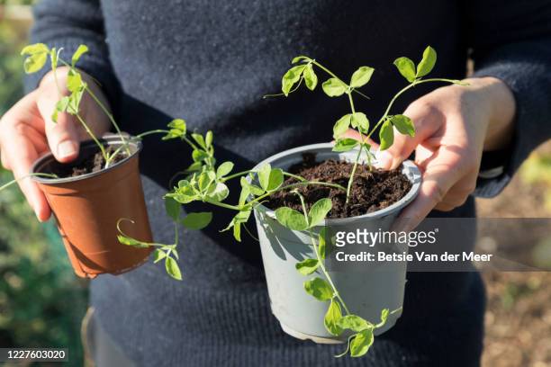 close up of woman holding pots with seedlings. - sweet peas stock pictures, royalty-free photos & images