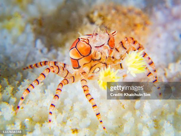 pom-pom crab or boxer crab (lybia edmondsoni) - pom pom stock pictures, royalty-free photos & images