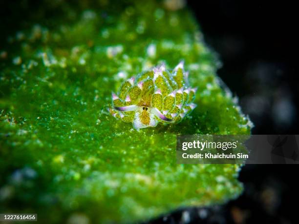 shaun the sheep (costasiella kuroshimae) - leaflitter stock-fotos und bilder