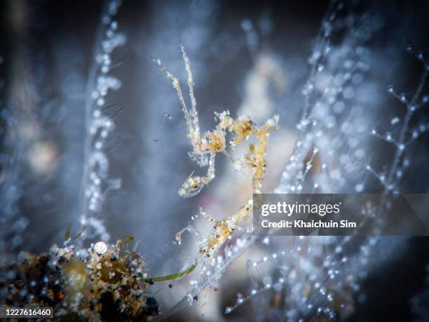 skeleton shrimp (caprellidae) - skeleton shrimp stock pictures, royalty-free photos & images
