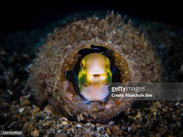 shorthead fangblenny (petroscirtes breviceps) hiding inside bottle debris underwater - hiding rubbish stock pictures, royalty-free photos & images