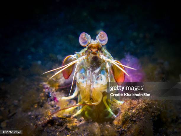 pink eared mantis shrimp (odontodactylus latirostris) - mantis shrimp stock pictures, royalty-free photos & images