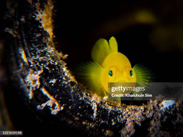 lemon coral goby (gobiodon citrinus) inside bottle - trimma okinawae stock pictures, royalty-free photos & images