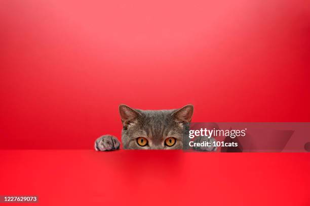 big-eyed naughty obese cat looking at the target. british sort hair cat.red background - overweight cat stock pictures, royalty-free photos & images