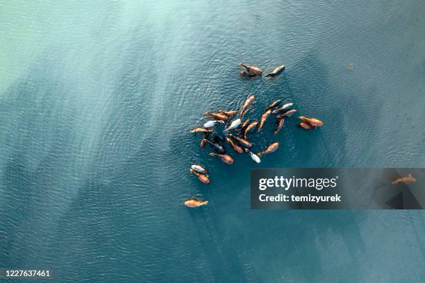 wild horses in lake - animais selvagens imagens e fotografias de stock