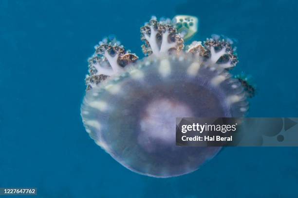 upside down jellyfish - upside down jellyfish bildbanksfoton och bilder