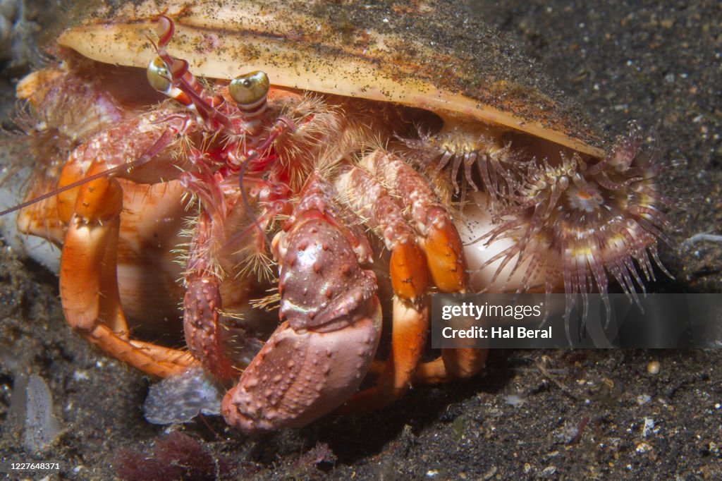 Anemoen Hermit Crab With Sea Anemones On Shell High-Res Stock Photo - Getty Images Anemoen Hermit Crab With Sea Anemones On Shell High-Res Stock Photo - Getty Images