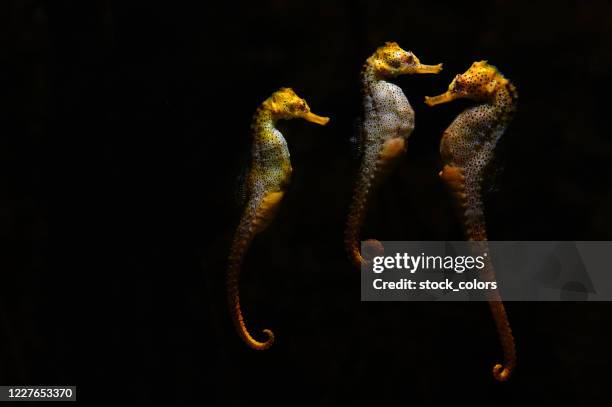 tres caballitos de mar en el acuario - caballito de mar fotografías e imágenes de stock