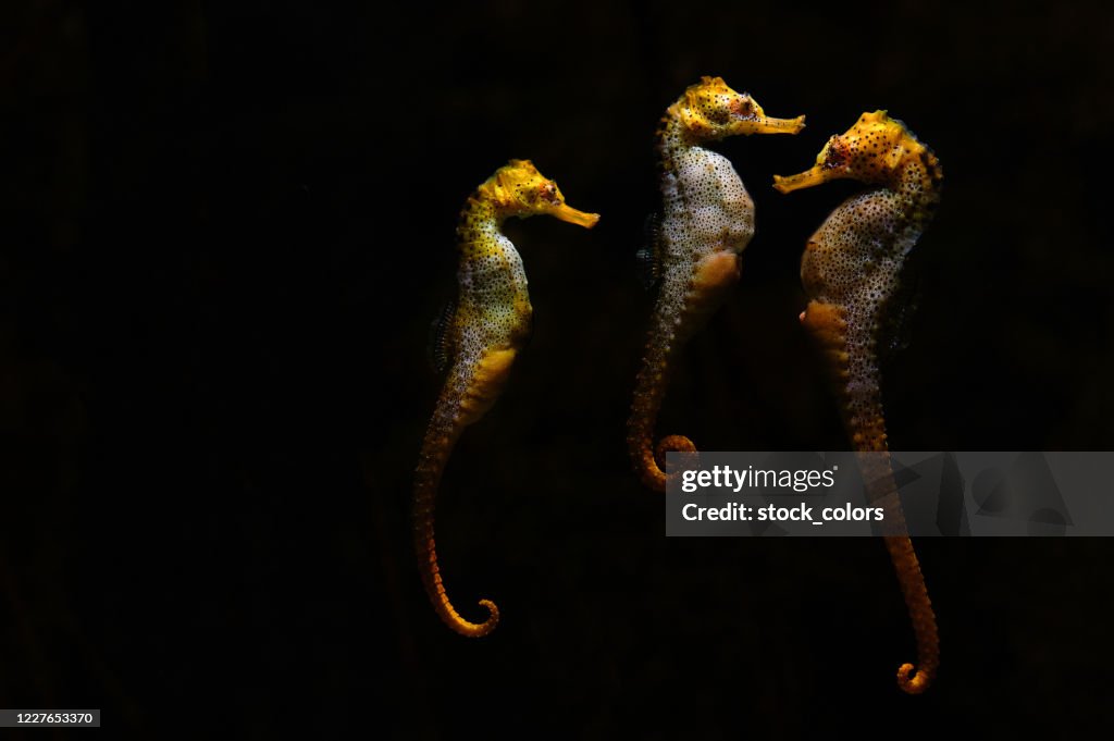 Three seahorses at the aquarium