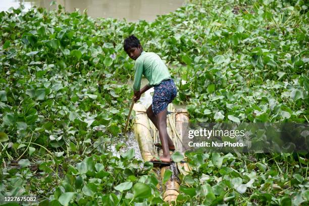 Fruit Tree Raft 34 Banana Tree Raft Stock Photos, High-Res Pictures, and Images - Getty ...