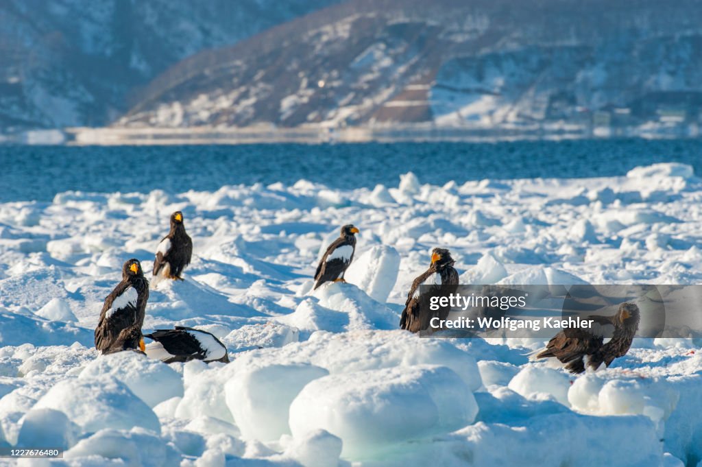 Stellers sea eagles (Haliaeetus pelagicus) sitting on pack...