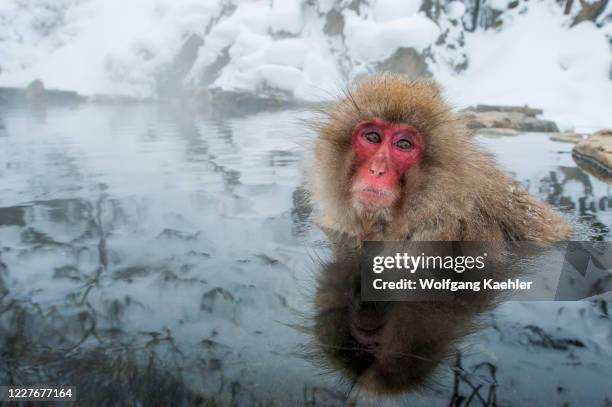 The alpha Snow monkey male is sitting in the hot springs at Jigokudani near Nagano on Honshu Island, Japan.