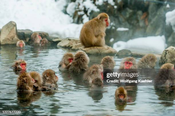 Snow monkeys are sitting in the hot springs at Jigokudani on Honshu Island, Japan.