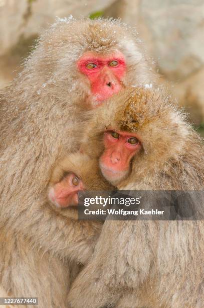 Snow monkeys are huddling each other in cold weather at Jigokudani near Nagano on Honshu Island, Japan.