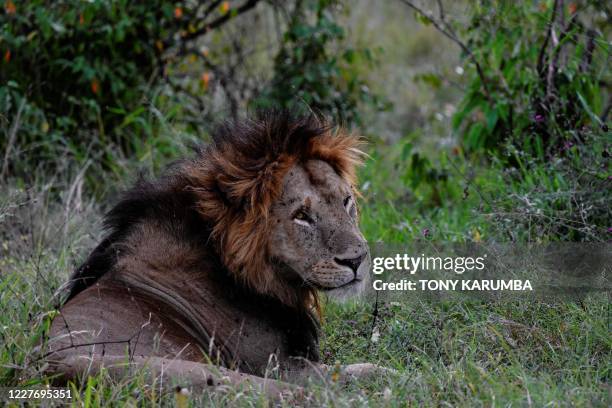 Male lion rests in the grass at the Maasai Mara National Reserve where the spectacular annual migration of Wildebesst into Kenya from Tanzania is...
