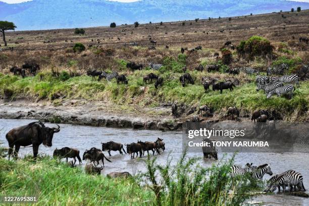 Initial herds of Wildebeest and Zebra arrive at the Sand River, on the banks of Tanzania's Serengeti National Park before crossing onto Masai Mara on...