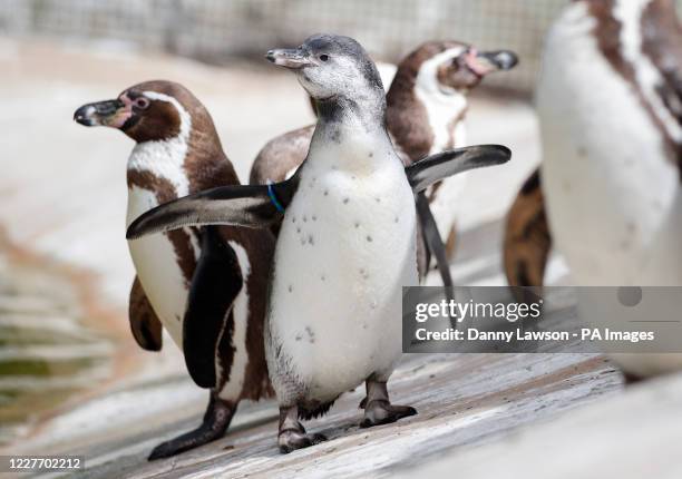 Bielsa the baby Humbolt penguin, named after Leeds United manager Marcelo Bielsa after his side secured promotion, who went on show to the public for...