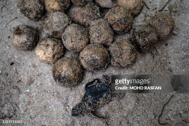 This photo taken on June 27, 2020 shows a dead green sea turtle next to unhatched eggs on the shore of the Chagar Hutang Turtle Sanctuary on Redang...
