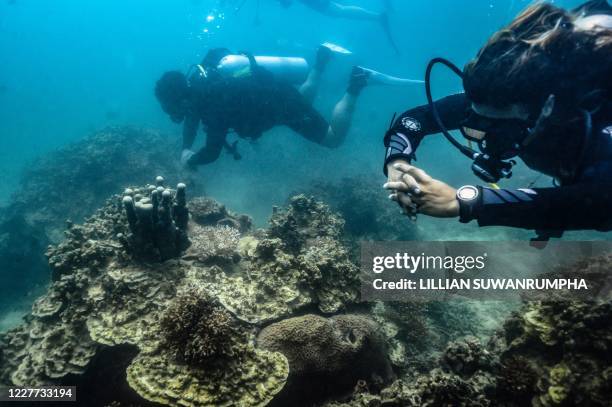 This photo taken on July 16, 2020 shows scuba divers looking at a coral bed at Koh Tao island in the southern Thai province of Surat Thani.