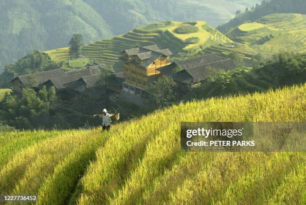 Farmer walks through his rice terraces which reach up a string of 500m peaks around the Dong minority village of Ping'an in China's southwest Gangxi...