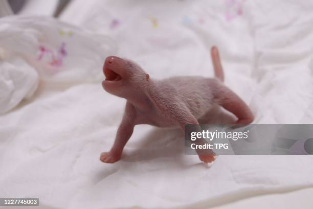 Panda couple born their baby on 22th July, 2020 in Yongin, Korea