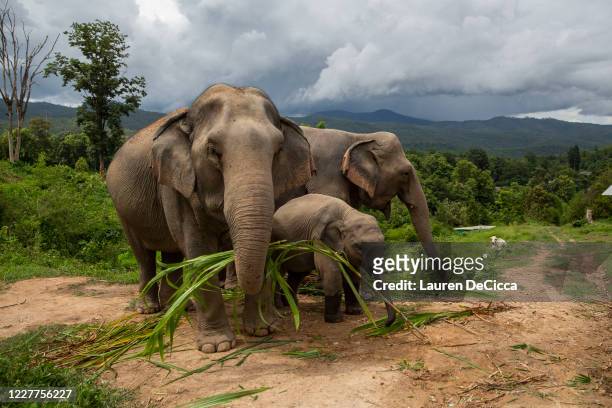 Elephants Boon Thong Ronaaldo, 1.6, and his mother Lersu stand on a hillside near the Mae Sapok Village on July 21, 2020 in Chiang Mai, Thailand....