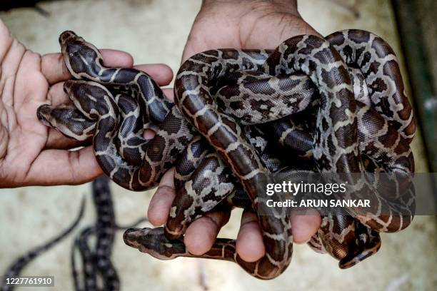 Indian Python Hatchling 38 Chennai Snake Park Stock Photos, High-Res Pictures, and Images ...