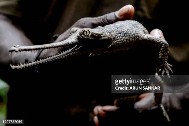 Worker holds a Gharial or fish-eating crocodile, newly hatched in captivity at Chennai Snake park in Chennai on July 24, 2020.