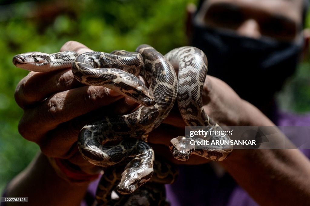 A worker holds Indian Rock Pythons, newly hatched in captive... News ...