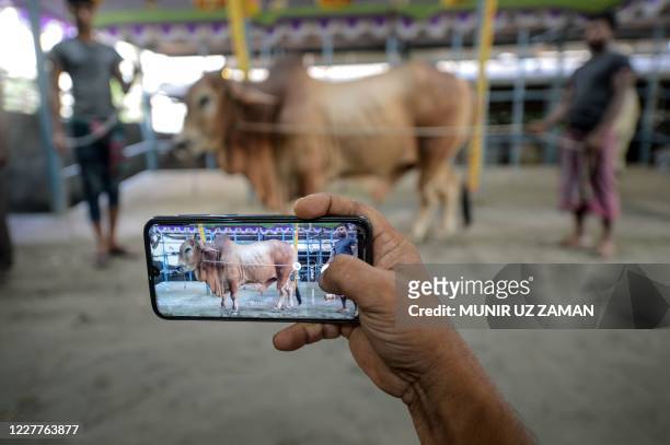 In this photo taken on July 24 a livestock vendor takes photographs of the cattle with a mobile phone to display on a website for online customers...