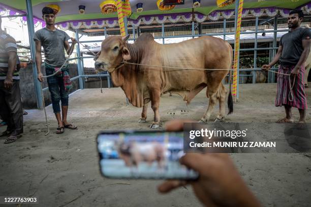 In this photo taken on July 24 a livestock vendor takes photographs of the cattle with a mobile phone to display on a website for online customers...