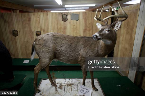 Taxidermic white tail deer in Currier's Quality Market, a 100-year-old country store in Glover, VT, on July 16, 2020. Jim Currier's family, which has...