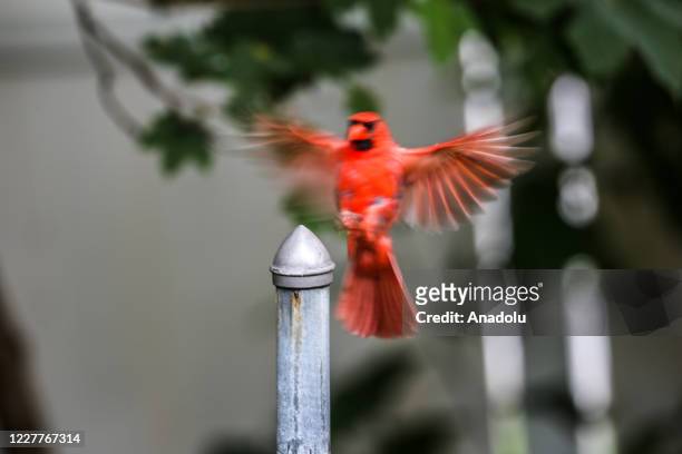 Male northern cardinal bird flapping to perch on a metal pole in a neighborhood of Ridgefield in New Jersey, United State on July 24, 2020.