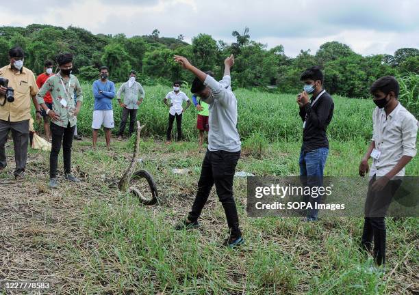63 Indian Rock Python Stock Photos, High-Res Pictures, and Images ...