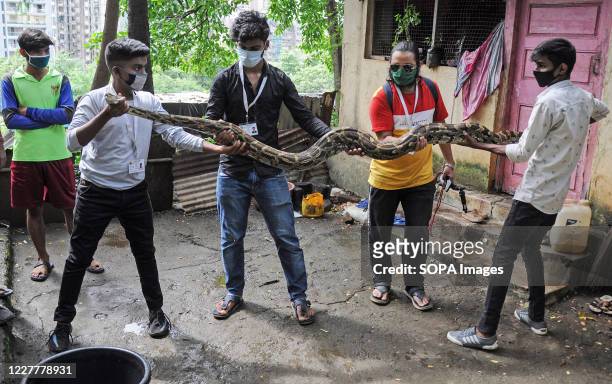 Wildlife rescuers hold an Indian rock python. Wildlife rescuers team has rescued an injured Indian rock pythons inside a residential area. It will be...