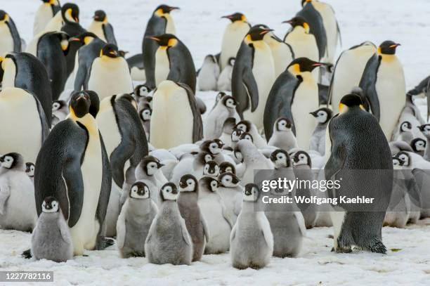 View of an Emperor penguin colony on the sea ice at Snow Hill Island in the Weddell Sea in Antarctica.