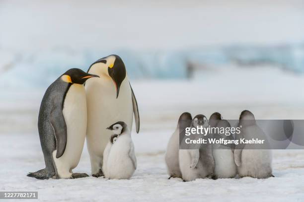 Group of Emperor penguins with chicks on the fast ice at the Emperor penguin colony at Snow Hill Island in the Weddell Sea in Antarctica.