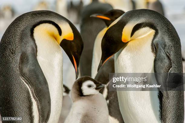 An Emperor penguin couple with chick on the sea ice at Snow Hill Island in the Weddell Sea in Antarctica.