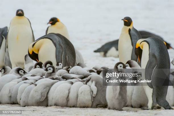 Emperor penguin chicks huddling to stay warm in the colony on the sea ice at Snow Hill Island in the Weddell Sea in Antarctica.