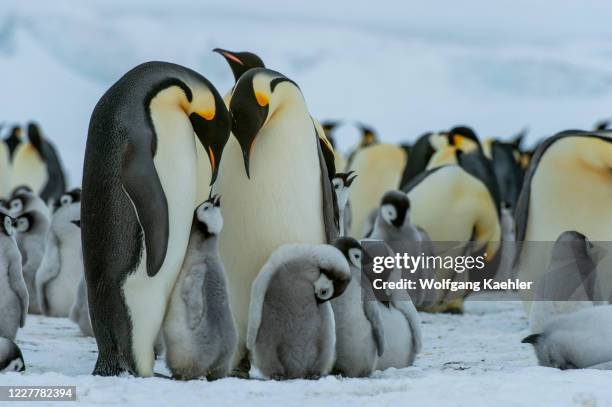 Emperor penguins with chicks on the sea ice at Snow Hill Island in the Weddell Sea in Antarctica.