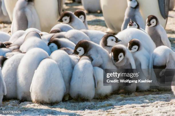 Emperor penguin chicks huddling to stay warm in the colony on the sea ice at Snow Hill Island in the Weddell Sea in Antarctica.