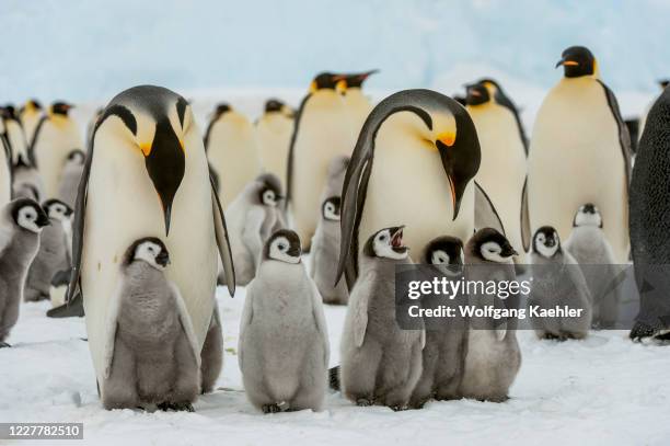 Emperor penguins with chicks on the sea ice at Snow Hill Island in the Weddell Sea in Antarctica.