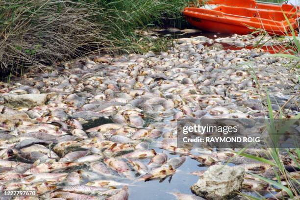 Photo de poissons morts prise, le 06 juillet 2008 dans la rivière Agly sur la commune de Saint-Laurent de la Salanque. Deux à quatre tonnes de...