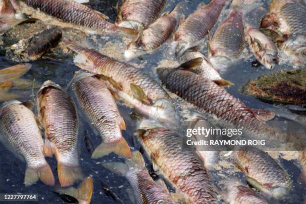 Photo de poissons morts prise, le 06 juillet 2008 dans la rivière Agly sur la commune de Saint-Laurent de la Salanque. Deux à quatre tonnes de...