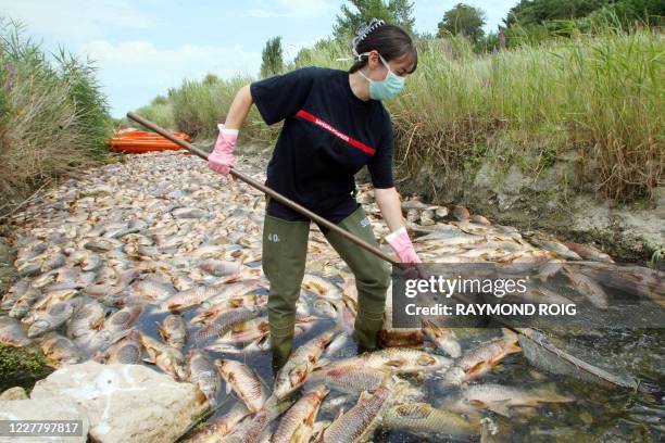 Un sapeur pompier ramasse des poissons morts dans le cour d'eau de l'Agly sur la commune de Saint-Laurent de la Salanque, le 06 juillet 2008. Deux à...